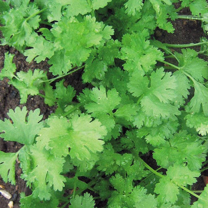 Calypso cilantro seeds -Vegetable Plant