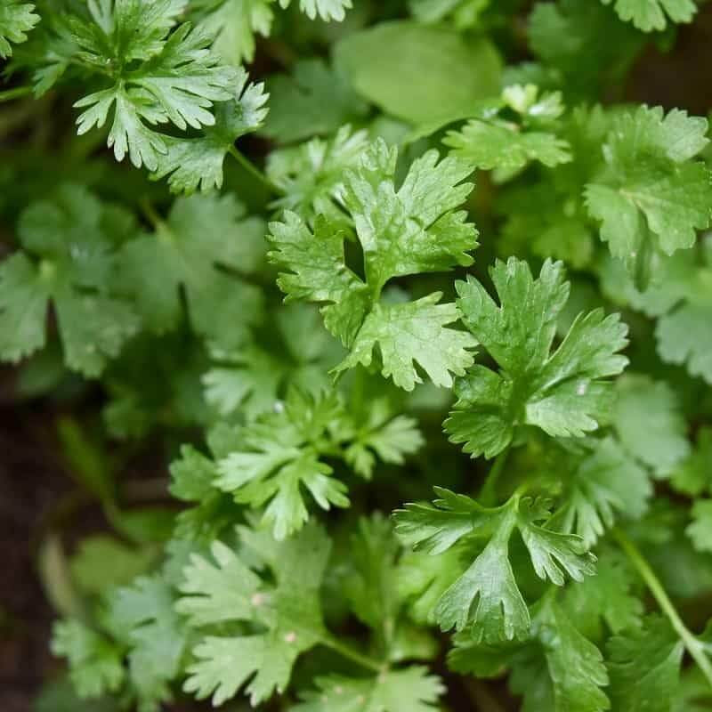 Calypso cilantro seeds -Vegetable Plant