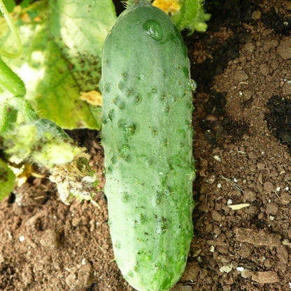 Calypso cucumber seeds - Vegetable Plant