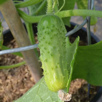 Calypso cucumber seeds - Vegetable Plant