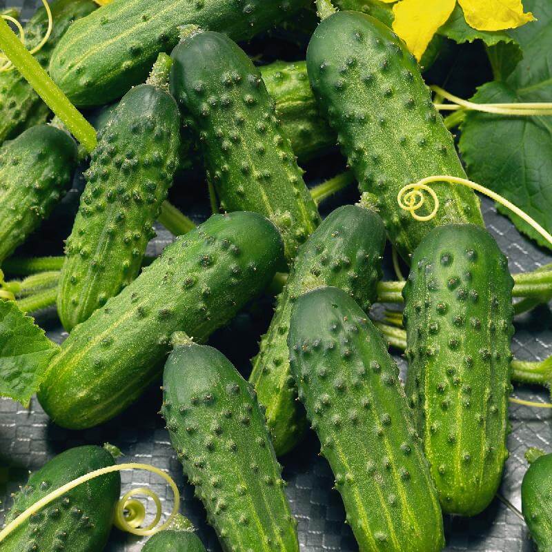 Calypso cucumber seeds - Vegetable Plant