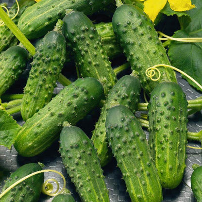 Calypso cucumber seeds - Vegetable Plant