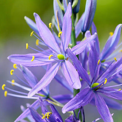 Camas Seeds - Heirloom Flower Plant for Home Gardens