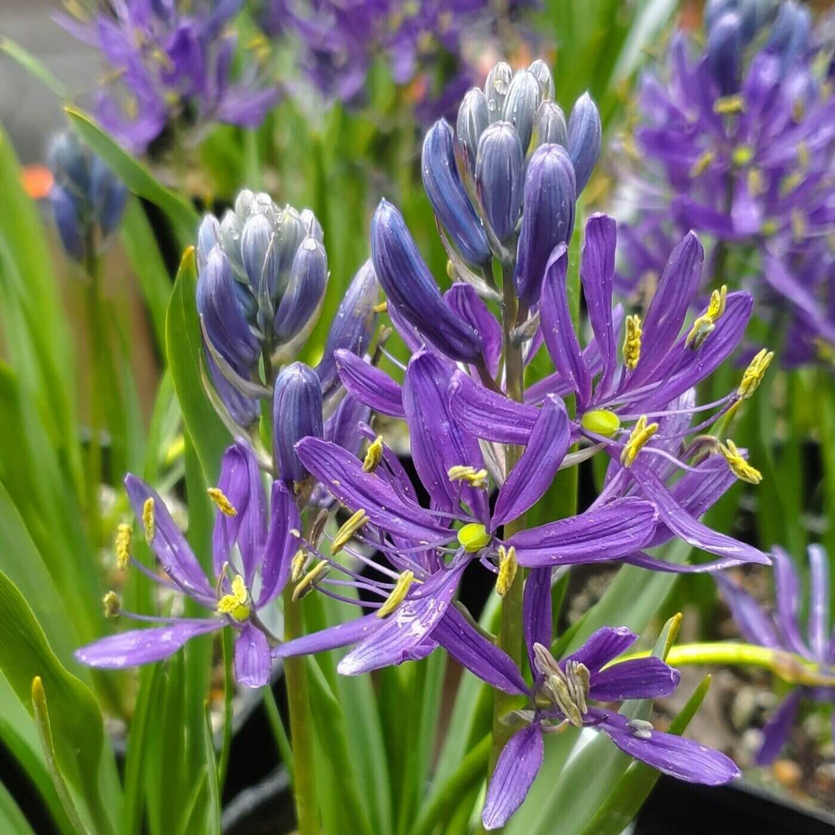 Camas Seeds - Heirloom Flower Plant for Home Gardens