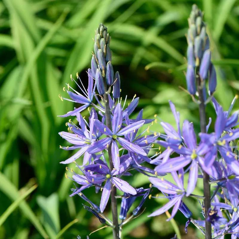 Camas Seeds - Heirloom Flower Plant for Home Gardens