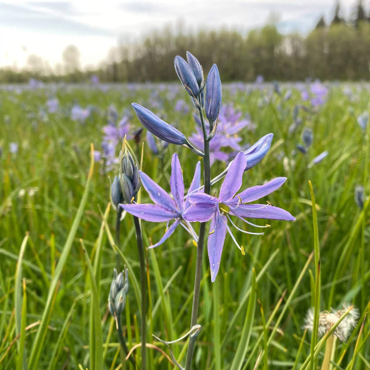 Camas Seeds - Heirloom Flower Plant for Home Gardens