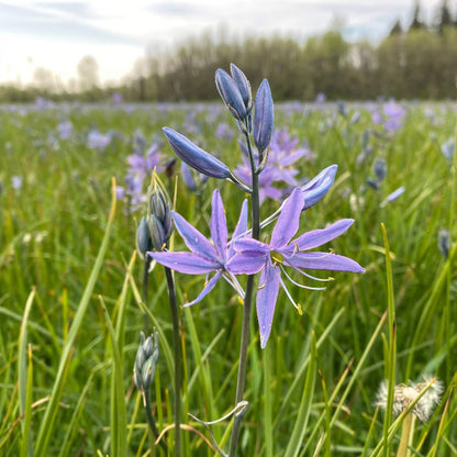 Camas Seeds - Heirloom Flower Plant for Home Gardens