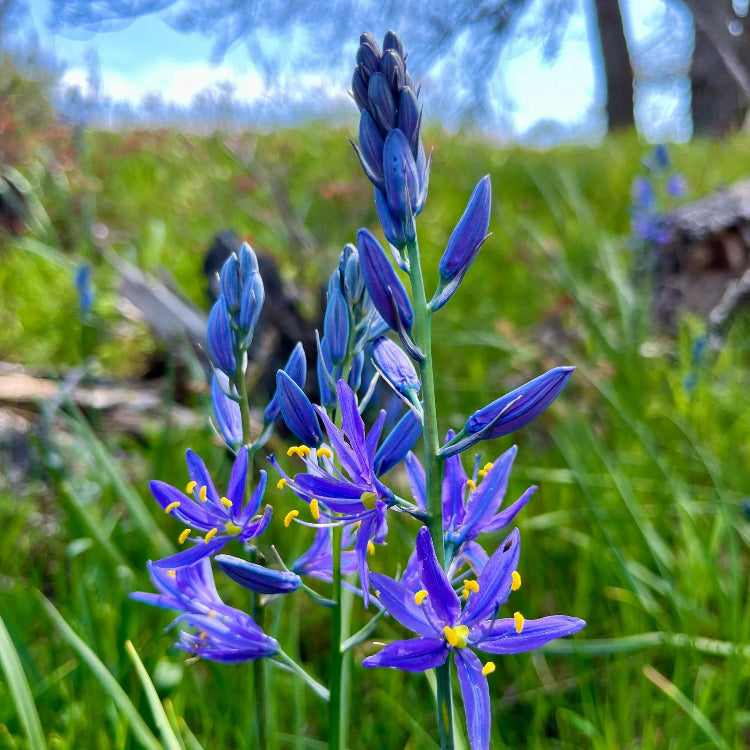 Camas Seeds - Heirloom Flower Plant for Home Gardens