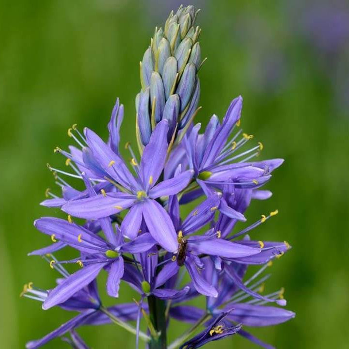 Camassia Blue Camas Seeds