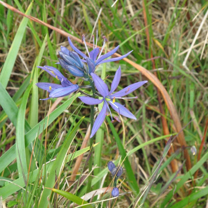 Camassia Blue Camas Seeds