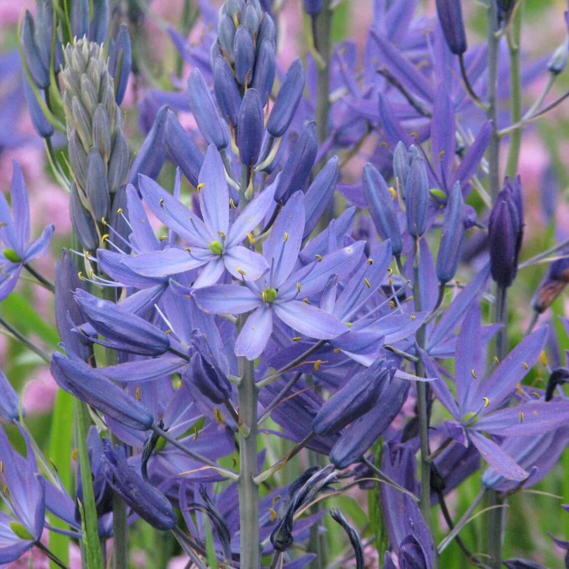 Camassia Blue Camas Seeds