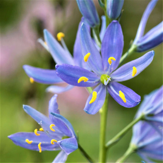 Camassia Blue Camas Seeds