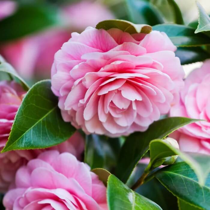 Camellia  Seeds