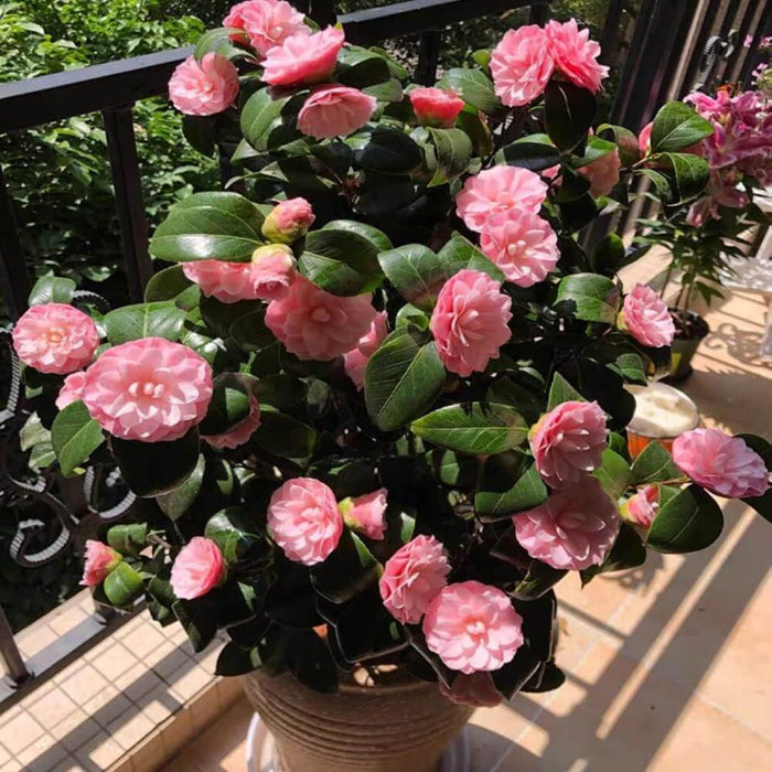 Camellia Seeds - Flower Plant for Home Gardens
