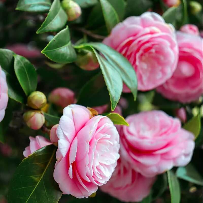 Camellia  Seeds