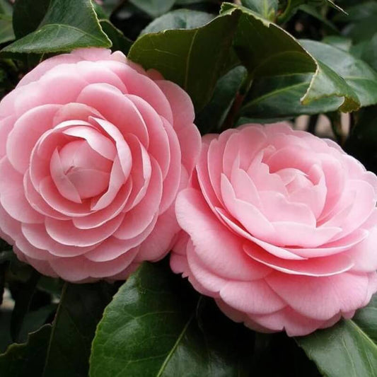 Camellia  Seeds