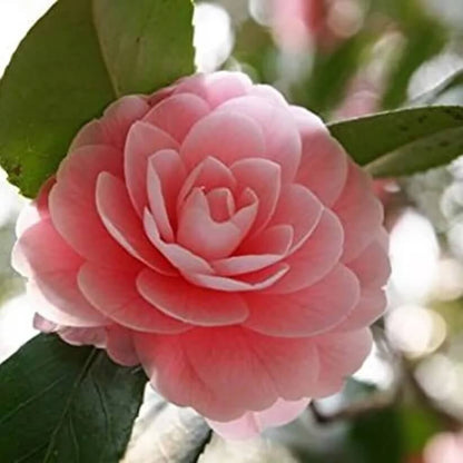 Camellia  Seeds