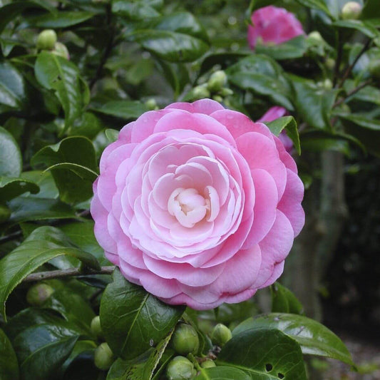 Camellia Seeds - Flower Plant for Home Gardens