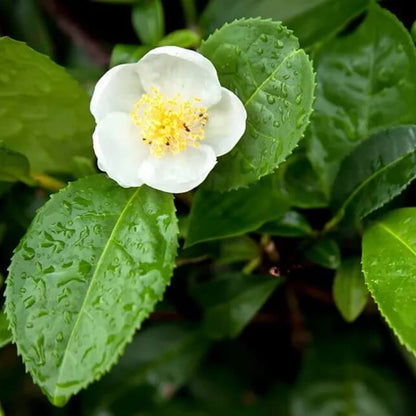 Camellia Sinensis Seeds