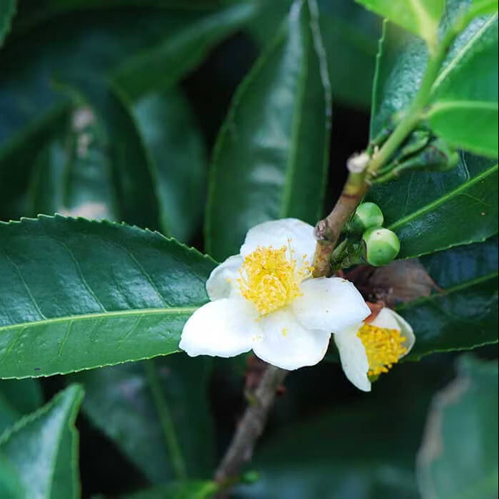 Camellia Sinensis Seeds