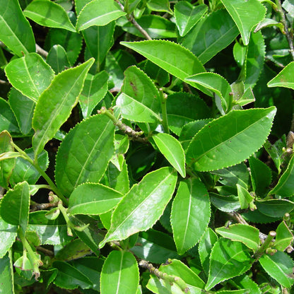 Camellia Sinensis Seeds
