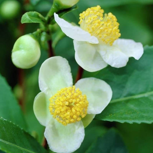 Camellia Sinensis Seeds - Herbal Plant