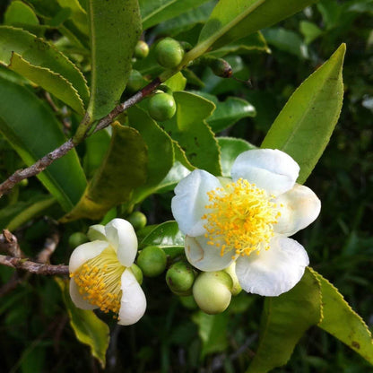 Camellia Sinensis Seeds - Herbal Plant