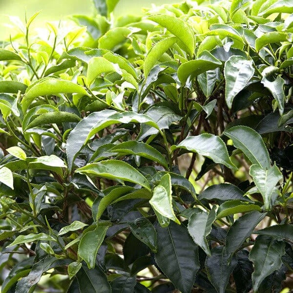 Camellia Sinensis Seeds for Planting