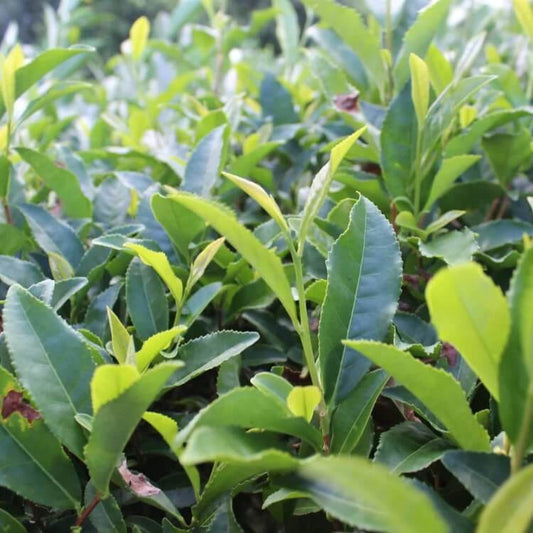 Camellia Sinensis Seeds for Planting