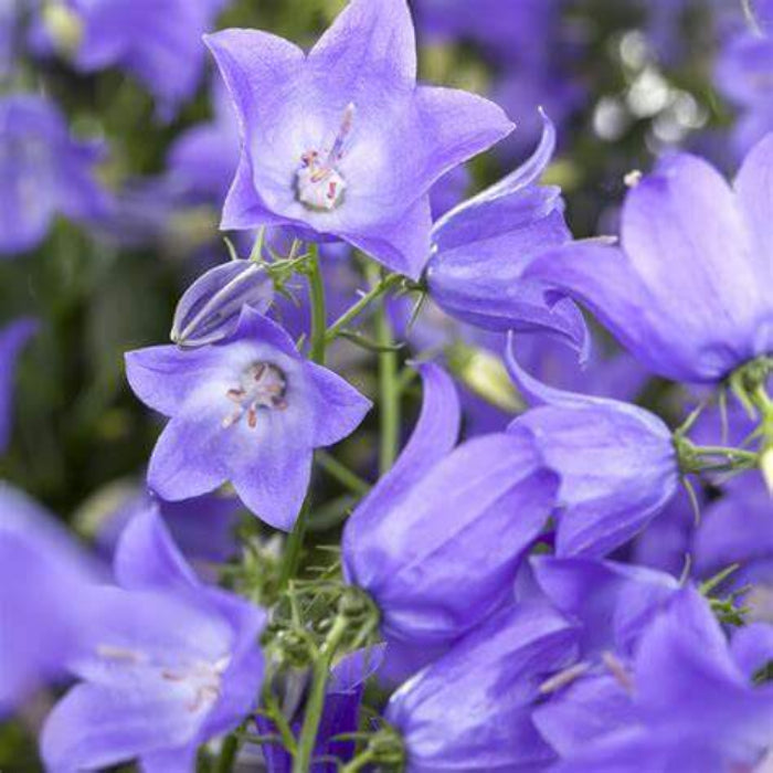 Campanula Seeds - Flower Plant for Home Gardens