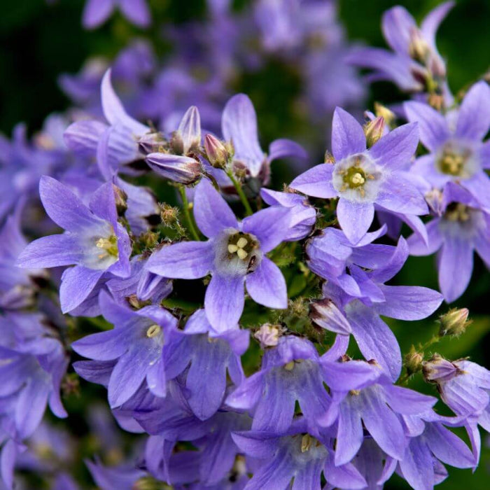 Campanula Seeds - Flower Plant for Home Gardens