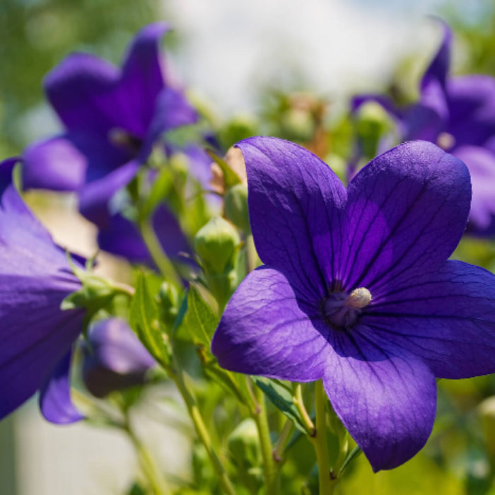 Campanula Seeds - Flower Plant for Home Gardens