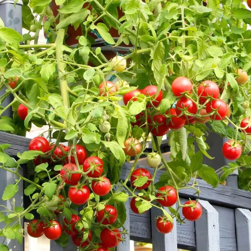 Campari Tomato Seeds for Planting