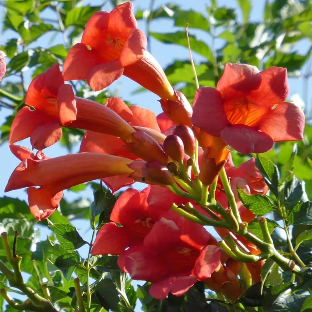 Campsis Radicans Seeds - Heirloom Flower Plant for Home Gardens