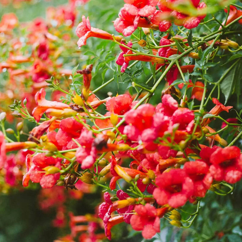 Campsis Radicans Seeds - Heirloom Flower Plant for Home Gardens