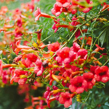 Campsis Radicans Seeds - Heirloom Flower Plant for Home Gardens