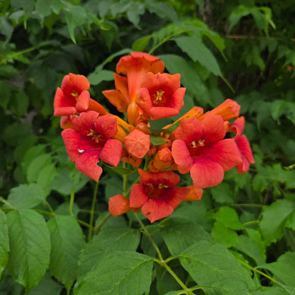 Campsis Radicans Seeds - Heirloom Flower Plant for Home Gardens