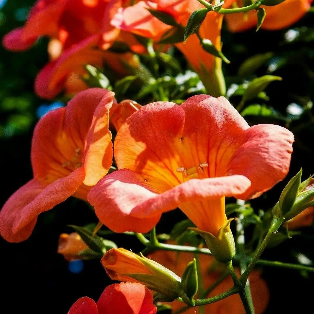 Campsis Radicans Trumpet Vine Seeds