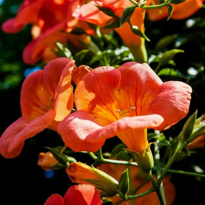 Campsis Radicans Trumpet Vine Seeds