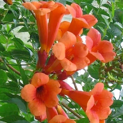 Campsis Radicans Trumpet Vine Seeds
