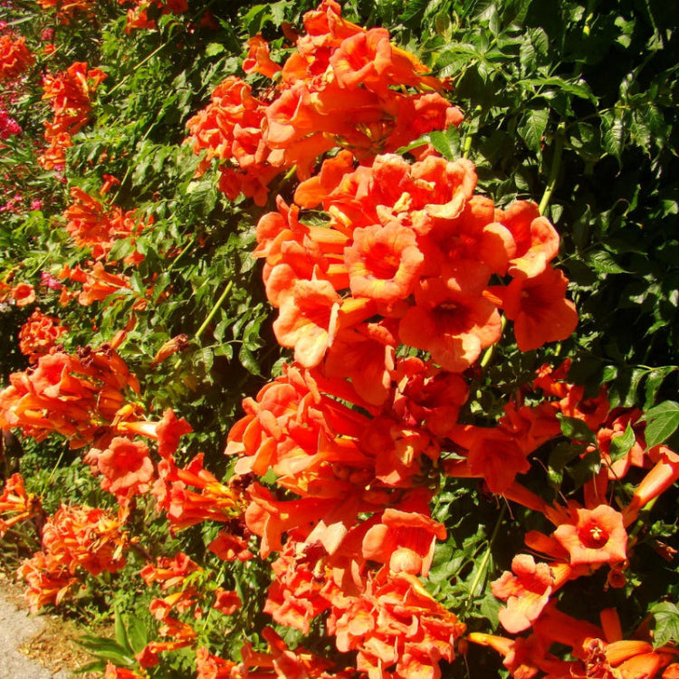Campsis Radicans Trumpet Vine Seeds