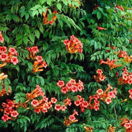 Campsis Radicans Trumpet Vine Seeds
