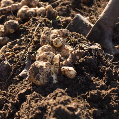 Canadian Truffle Seeds