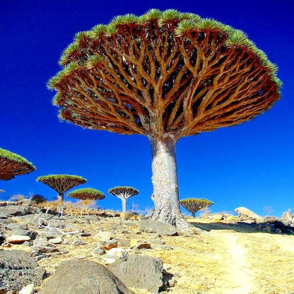 Canary Island Dragon Blood Tree Seeds 
