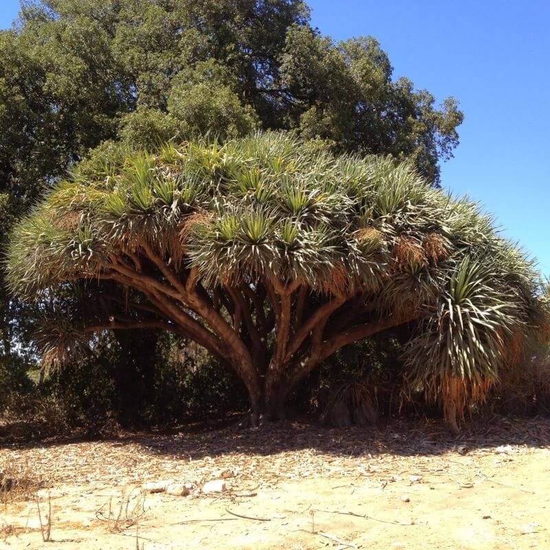 Canary Island Dragon Blood Tree Seeds 