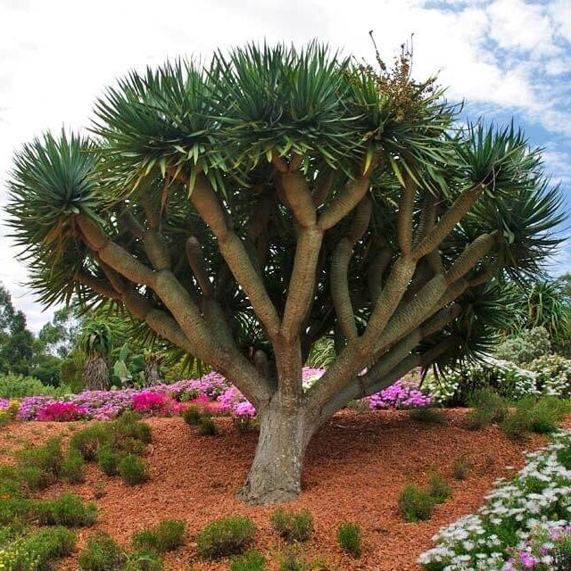 Canary Island Dragon Blood Tree Seeds 