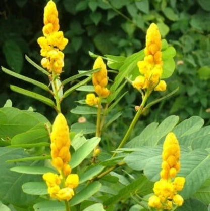Candle Bush Seeds - Herbal Plant