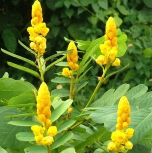 Candle Bush Seeds - Herbal Plant