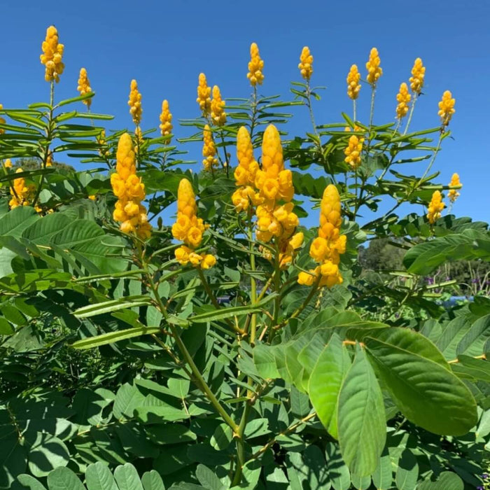Candle Bush Seeds - Herbal Plant