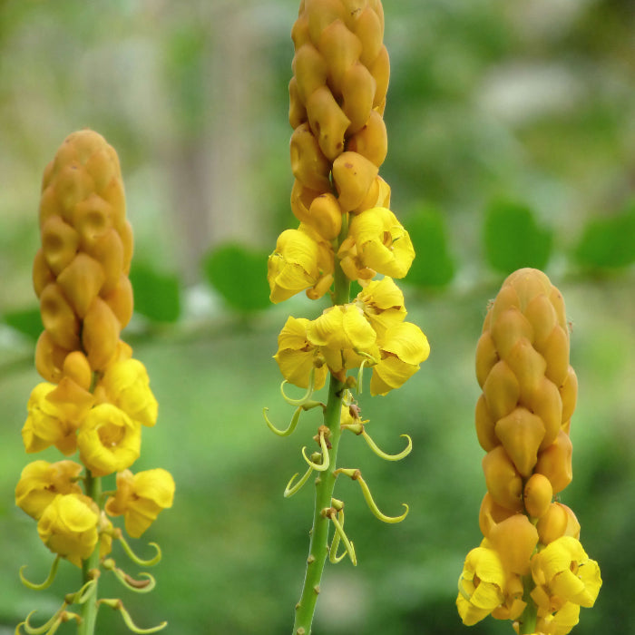 Candle Bush Seeds - Herbal Plant